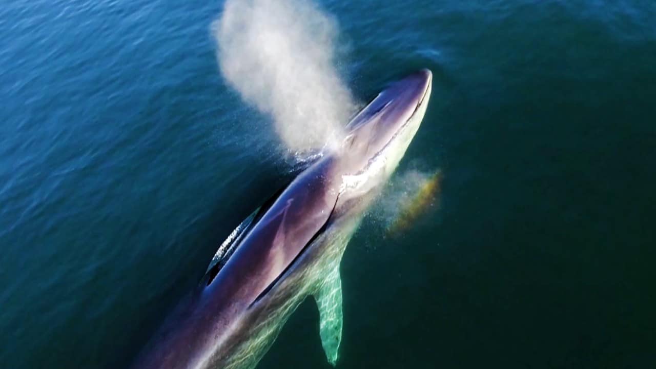 Llegan los primeros ejemplares de ballena azul al Parque Nacional Bahía de Loreto, en BCS
