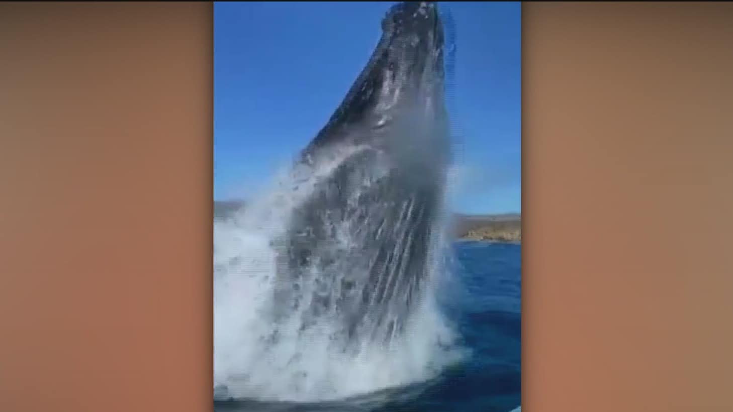 ballena jorobada golpea embarcacion con una aleta