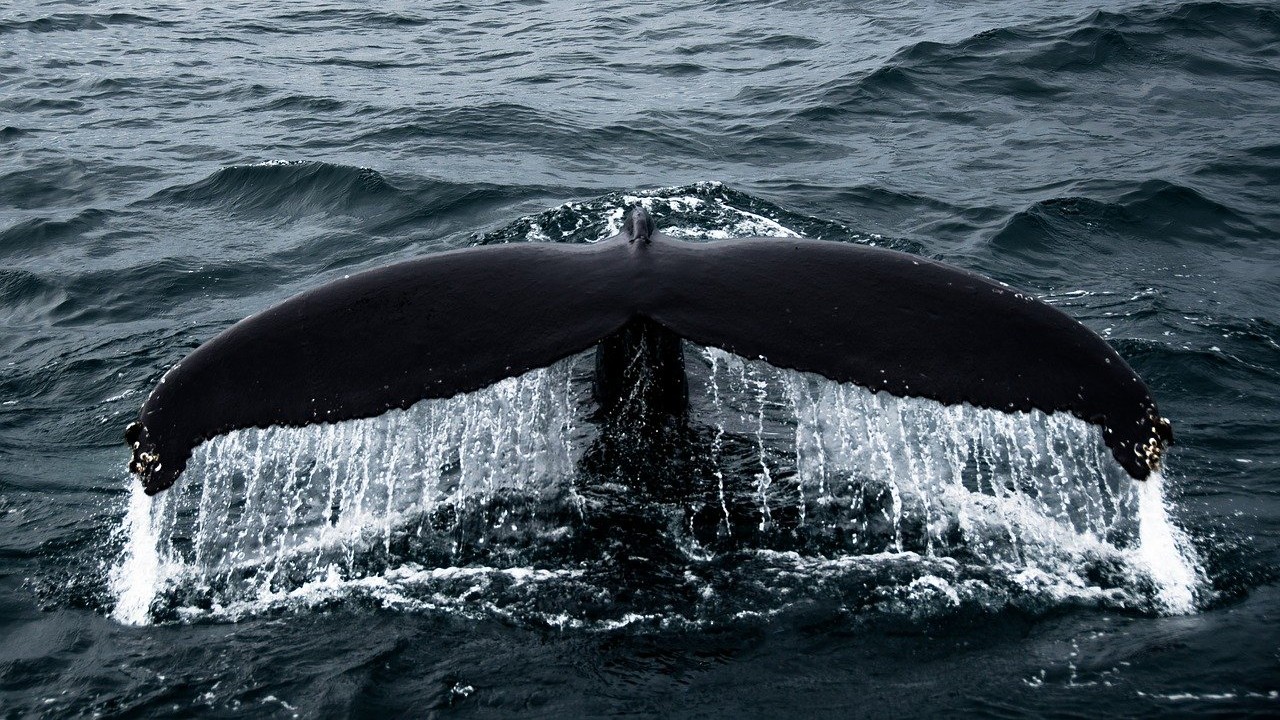 ballenas, cetáceos, caza, Islandia, imagen ilustrativa