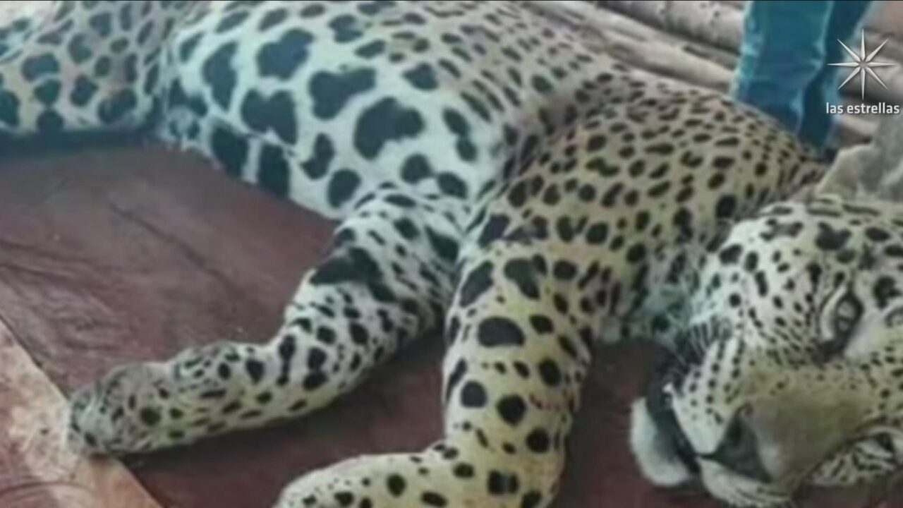 cazadores furtivos matan y desollan a jaguar en campeche