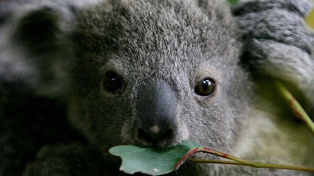 declaran a los koalas como especie en peligro de extincion