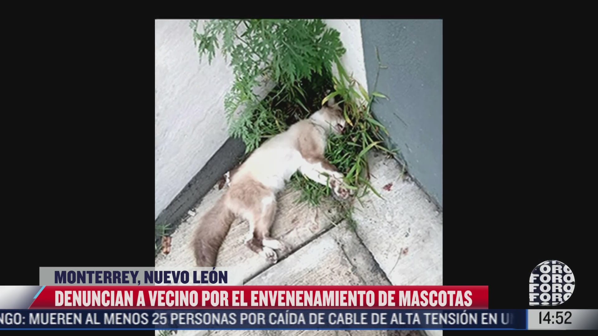 denuncian a hombre por envenenar mascotas en monterrey