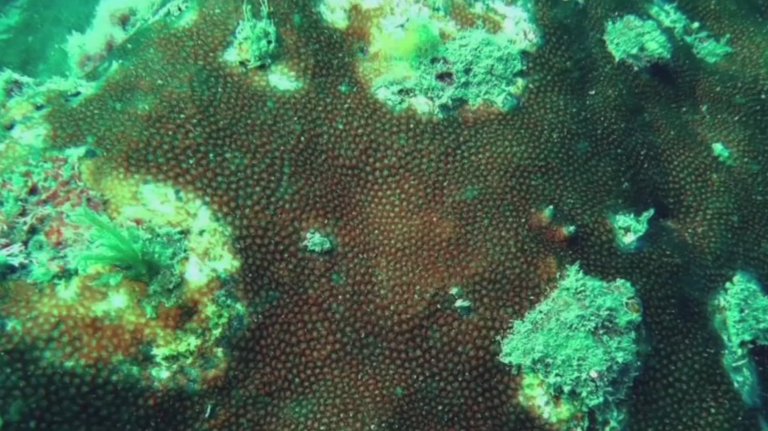 descubren un arrecife de coral en aguas de veracruz