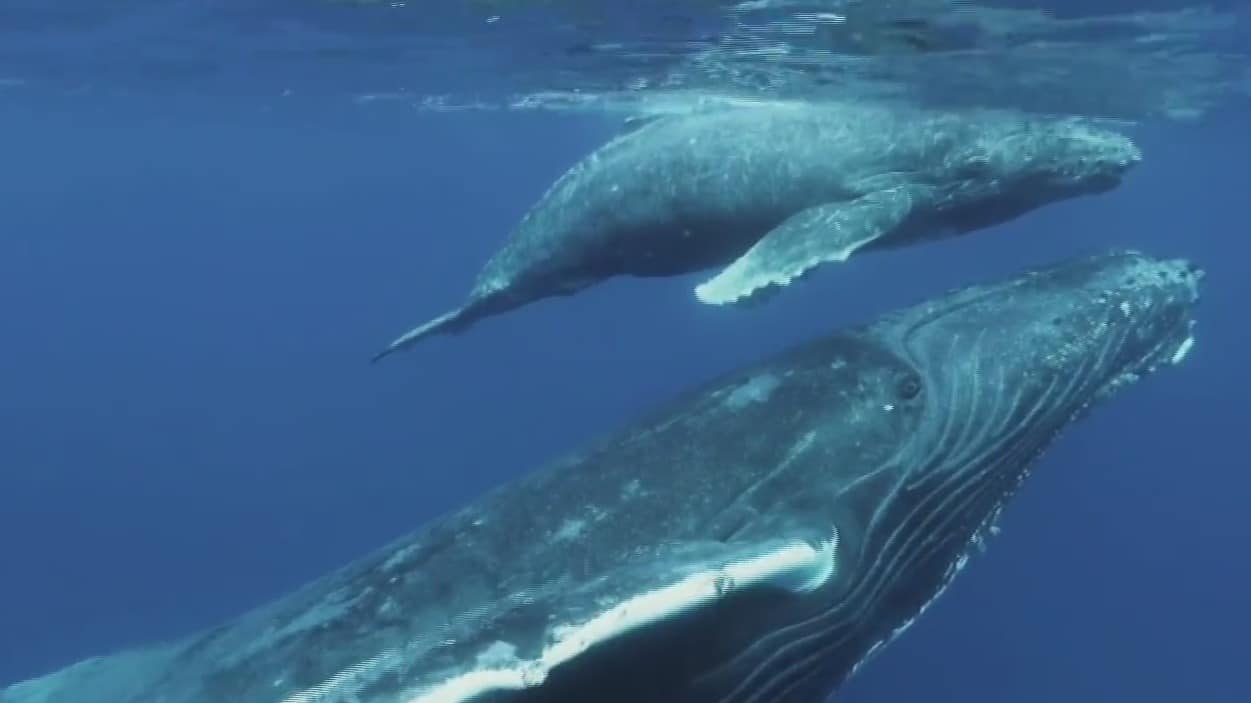 elaboran primer mapa sobre peligros que enfrentan ballenas en rutas migratorias