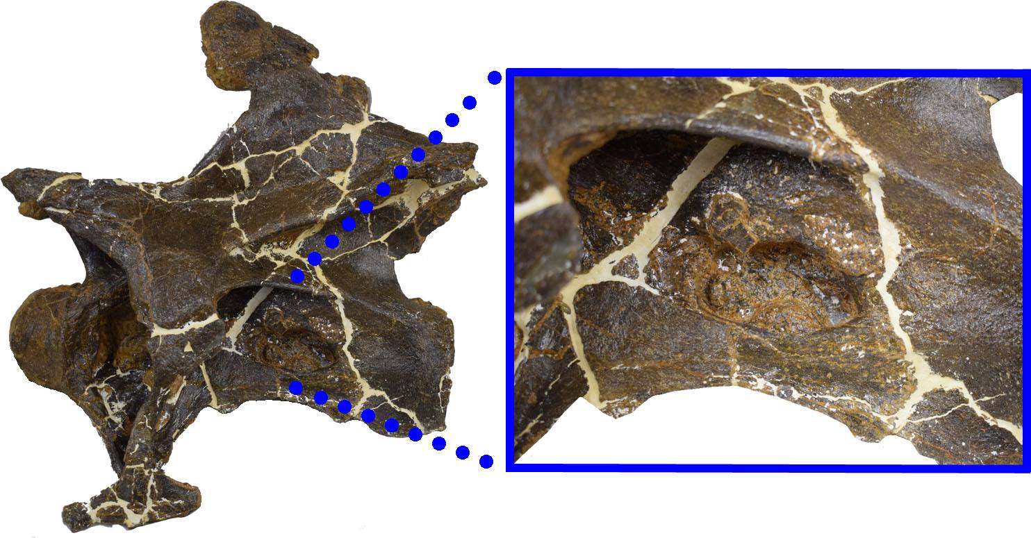 Encuentran primeras evidencias de infección respiratoria en dinosaurios