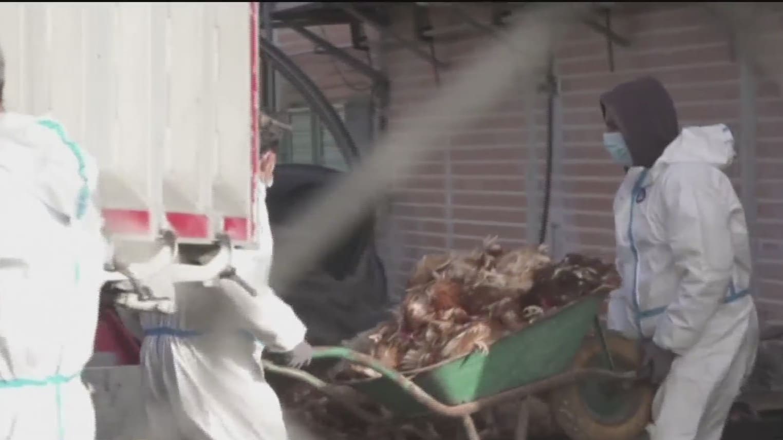 espana sacrifica a 130 mil gallinas por brote de gripe aviar