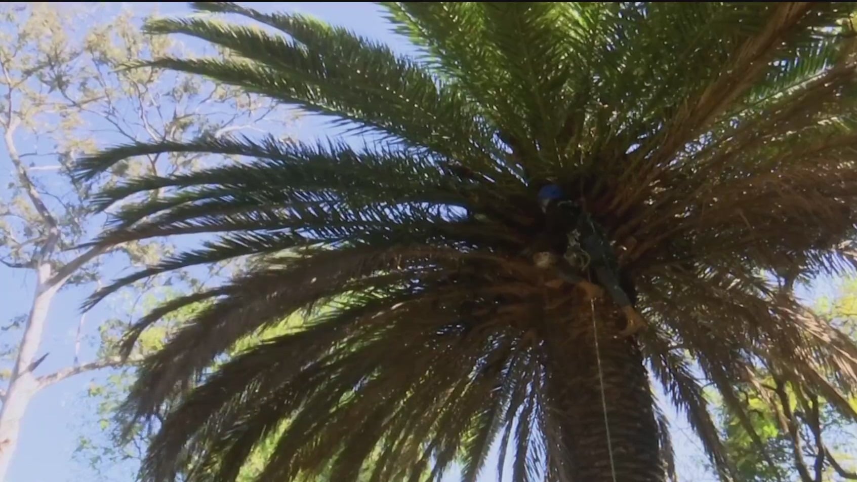 especialistas buscan rescatar las palmeras en paseo de la reforma cdmx