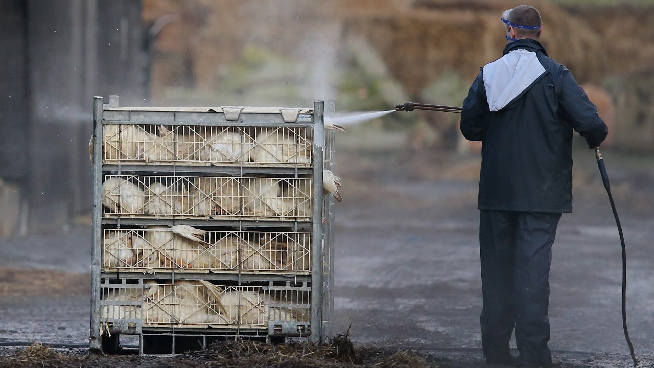 Autoridades de Nueva York confirman casos de gripe aviar