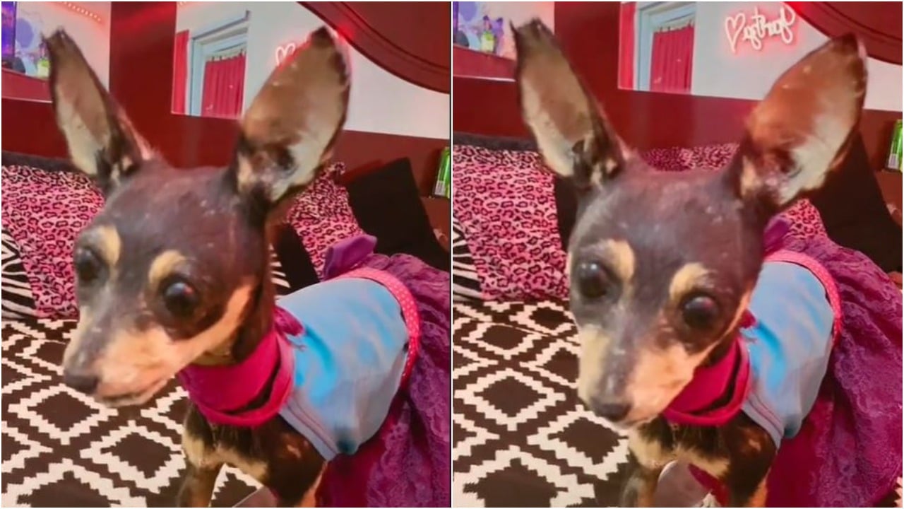 Joven muestra su perra disecada en video viral de TikTok