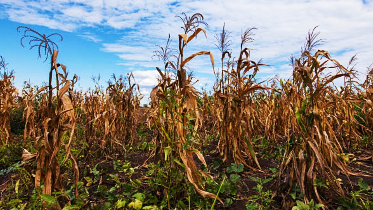 Por falta de lluvias, se pierden cosechas de maíz en Campeche