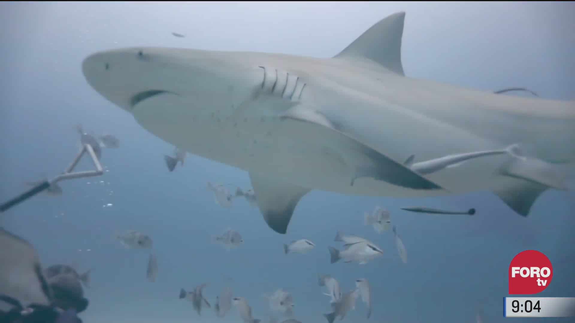 mexico sobre ruedas buceo con tiburones en el caribe mexicano