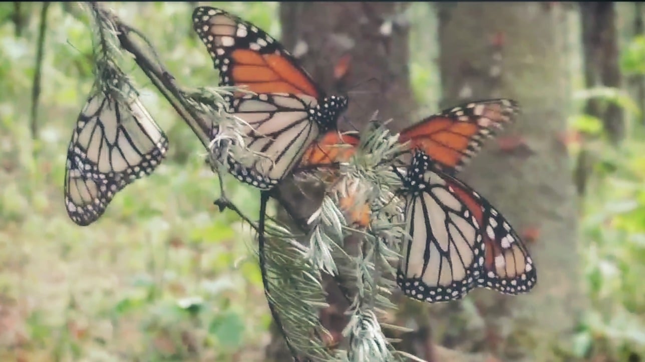 mexico sobre ruedas el santuario de la mariposa monarca