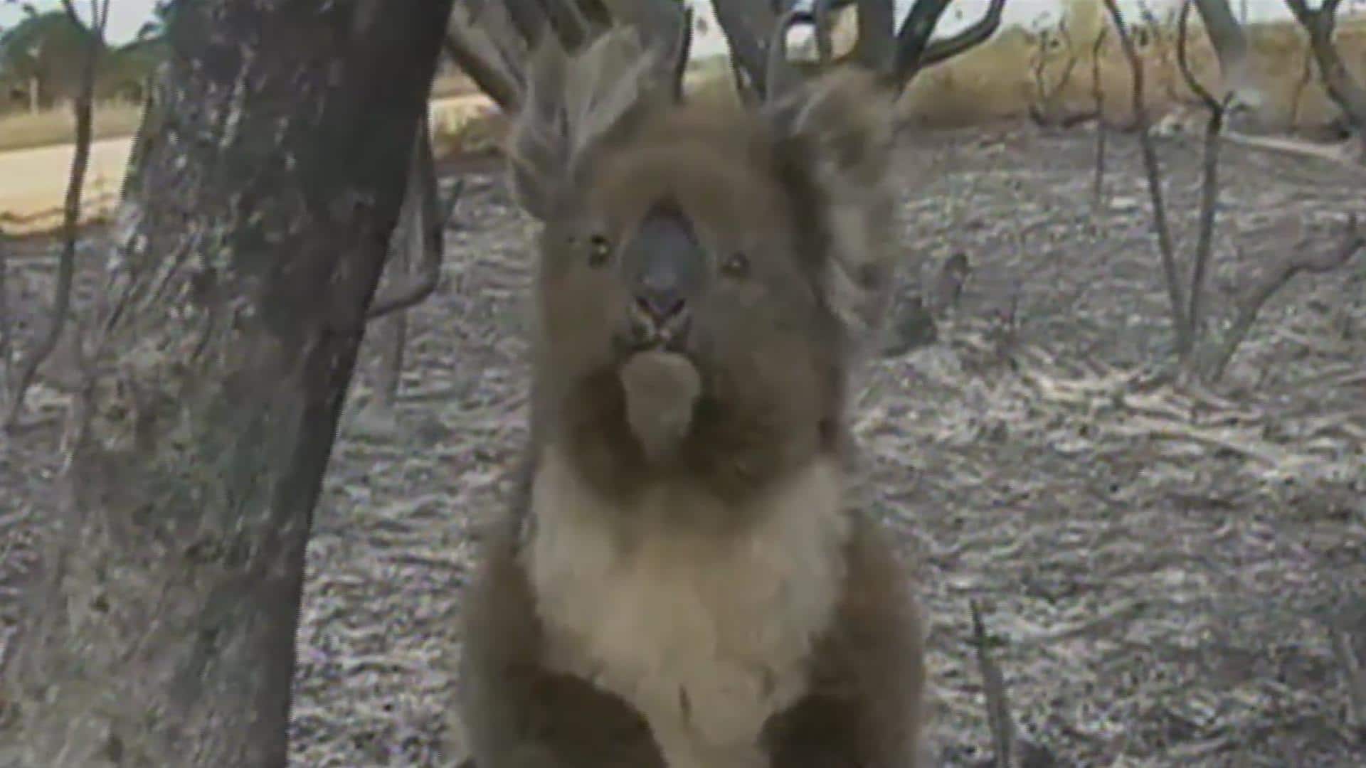 pepenado basura australia anuncia plan para salvar a los koalas de la extincion