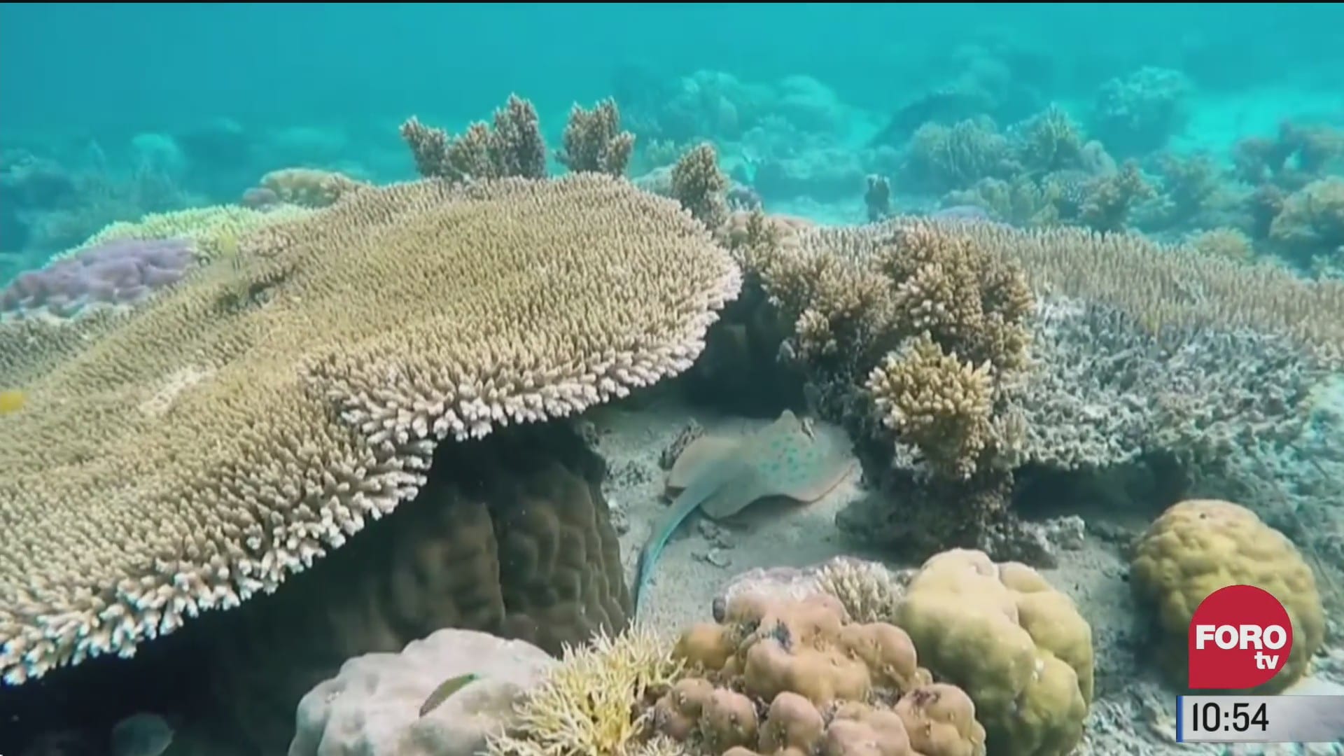 pepenando basura calentamiento de los oceanos amenazan a los arrecifes de coral