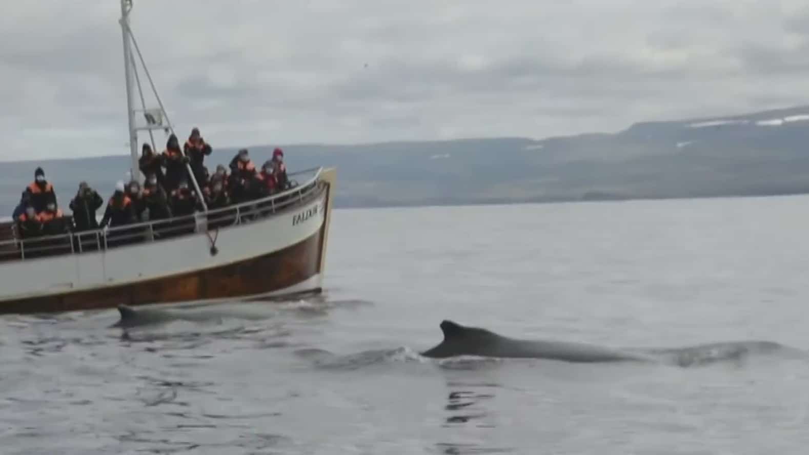 pepenando basura islandia prohibe la caza de ballenas