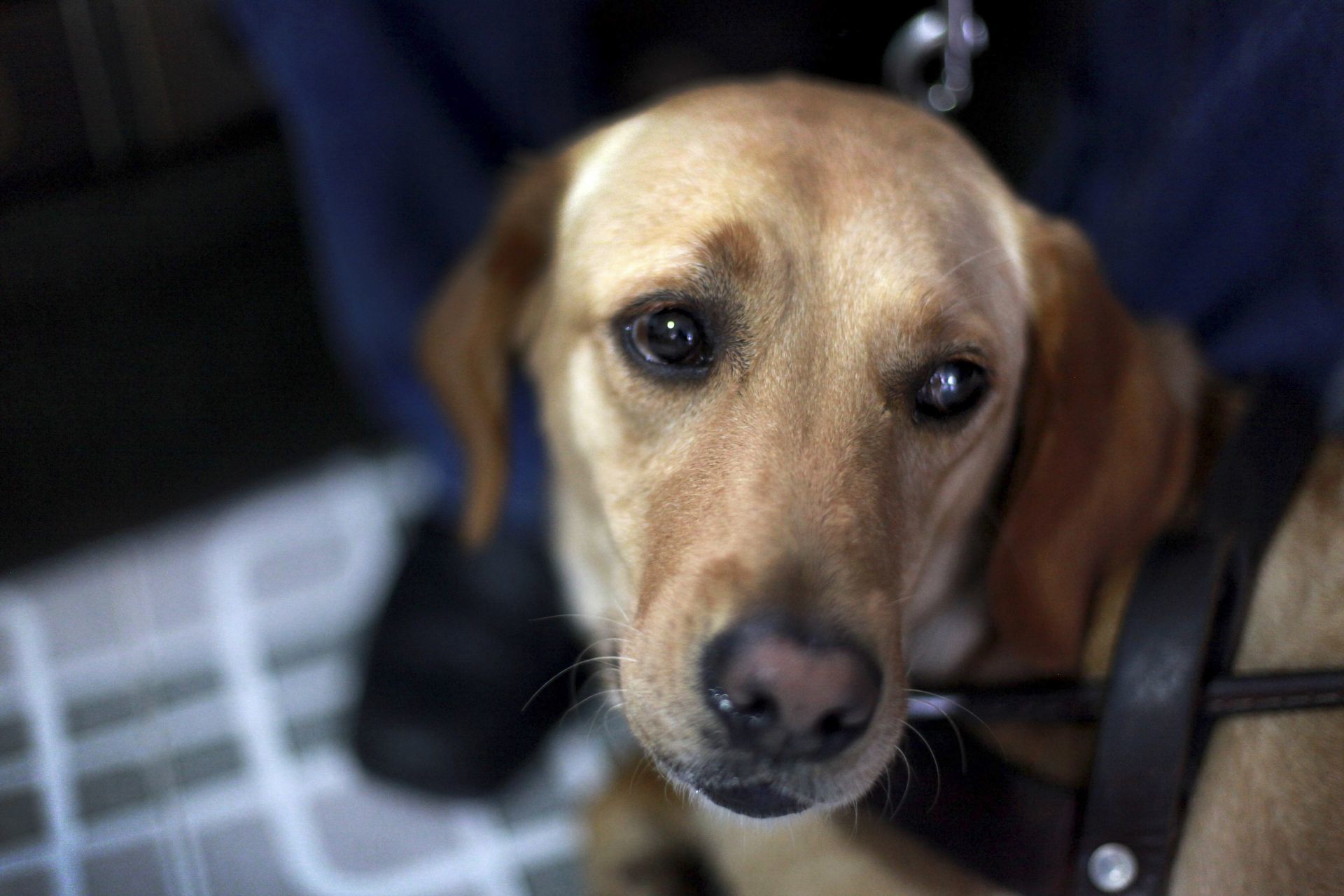 por la crisis y perdida de donativos primera escuela de perros guia en america latina podria cerrar