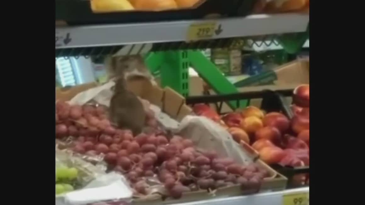 rata pasea en las frutas de un supermercado ruso