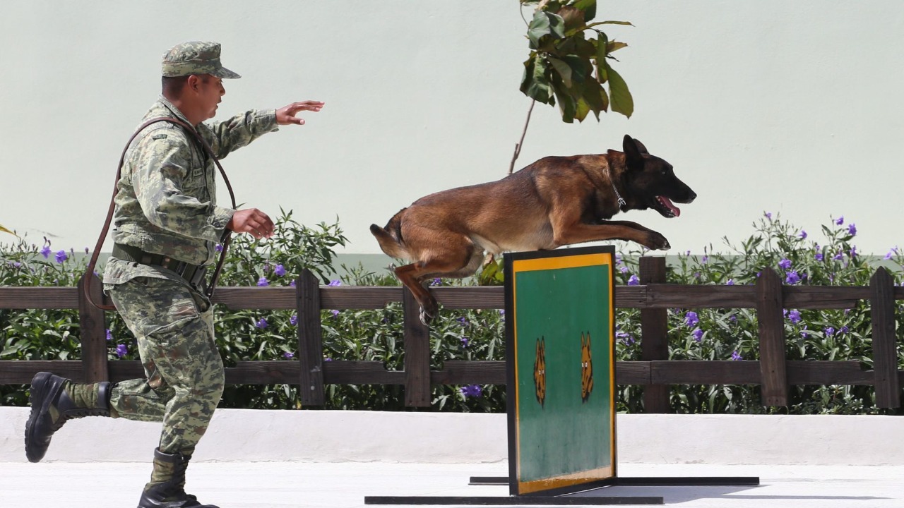 Requisitos para adoptar perro jubilado del ejército