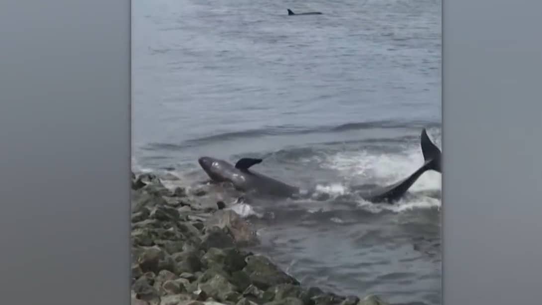 salvan a decenas de delfines varados en playas de argentina