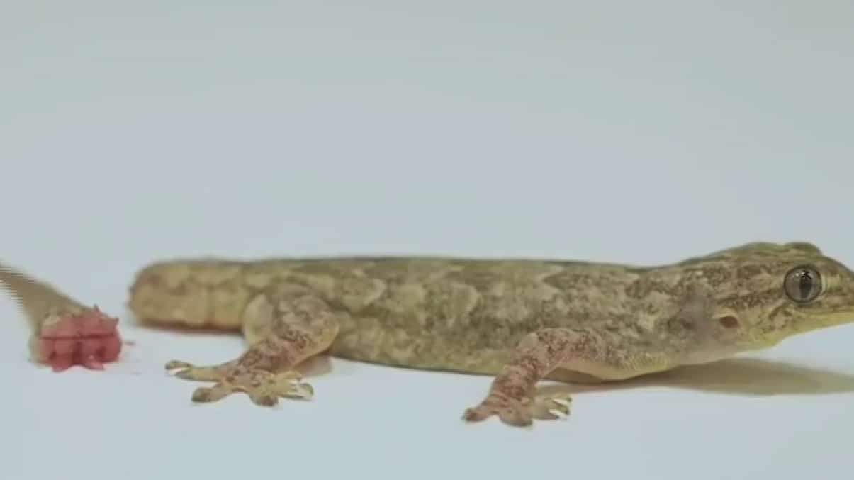 se revela el secreto anatomico que permite a lagartijas y geckos cortarse la cola para defenderse