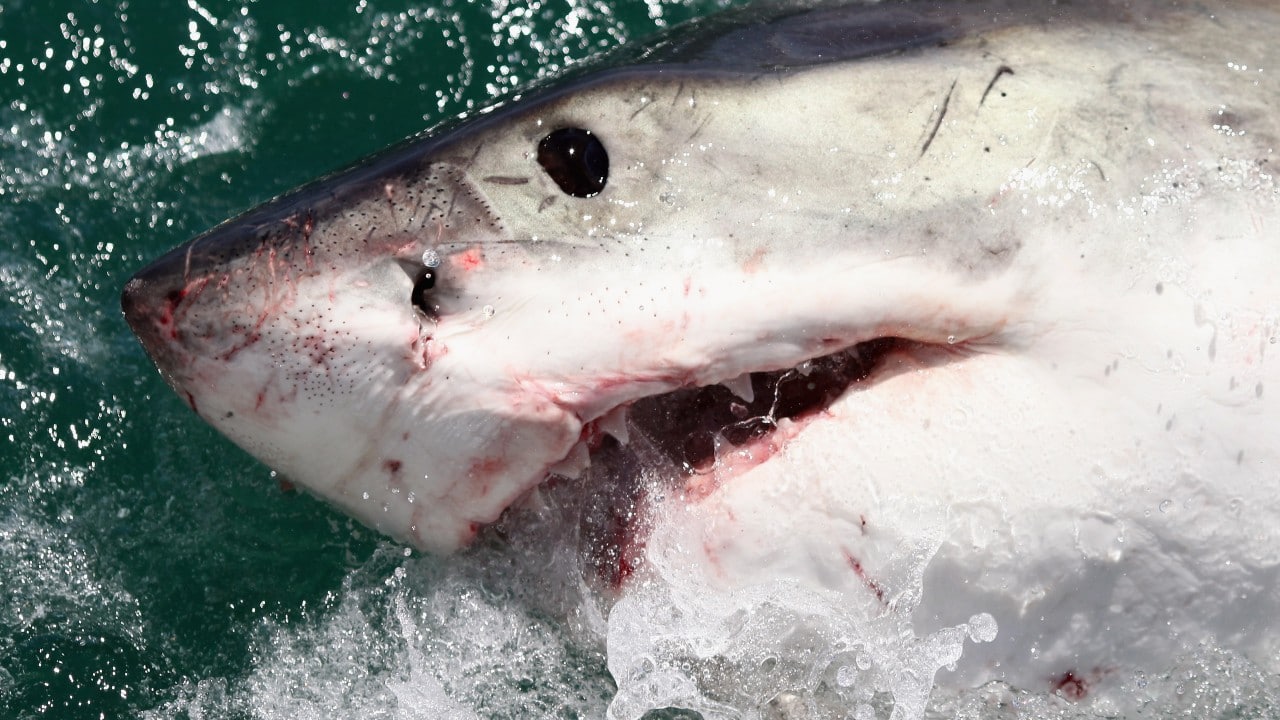 Enorme tiburón mata a persona que nadaba en una playa causándole ‘heridas catastróficas’