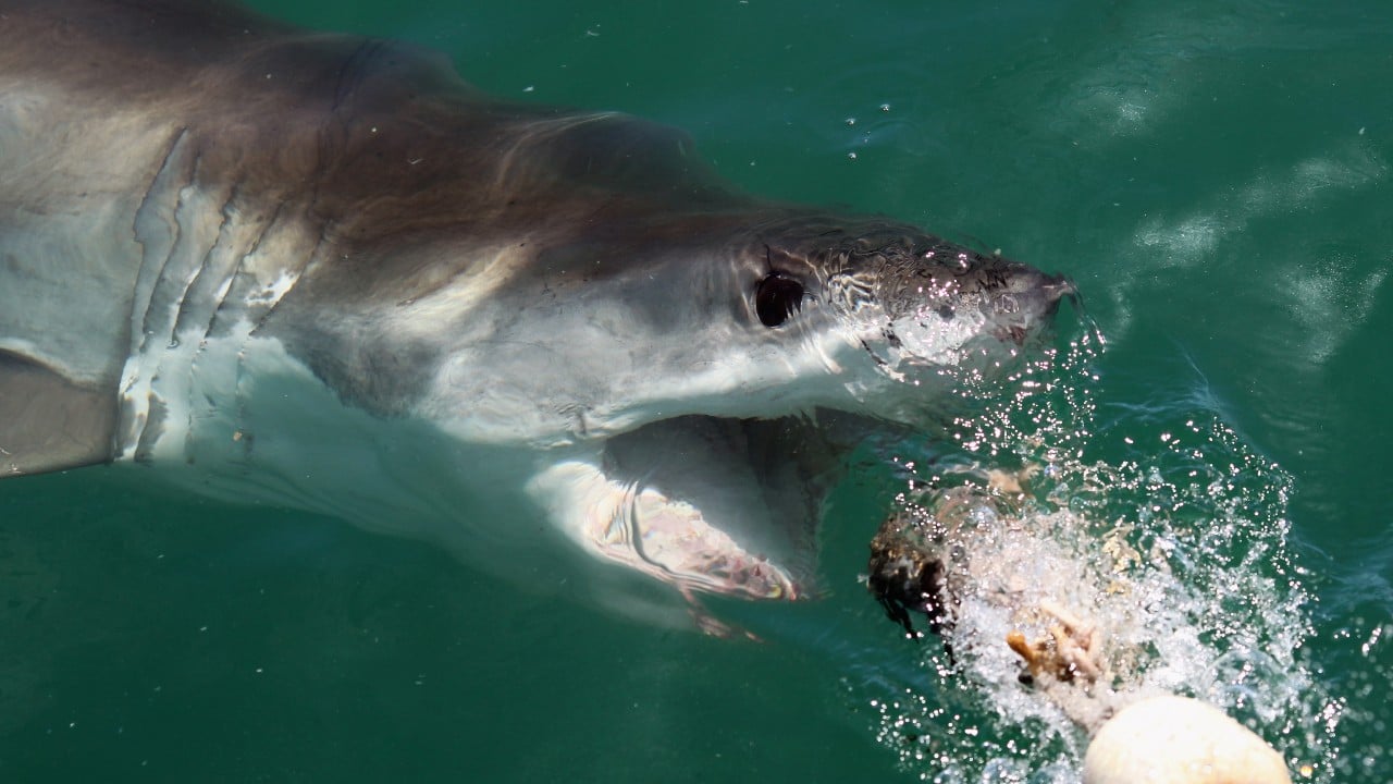 tiburón blanco, Australia, muerte, caza, imagen ilustrativa