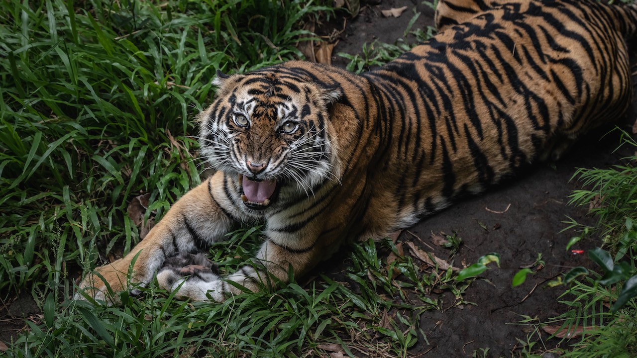 Avistamiento de un tigre (Getty Images)