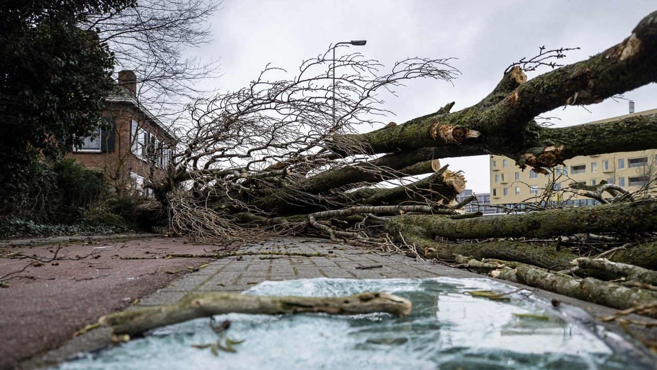 Vista de un árbol caído por el paso de la tormenta Eunice en la localidad de Diemen, en Países Bajos