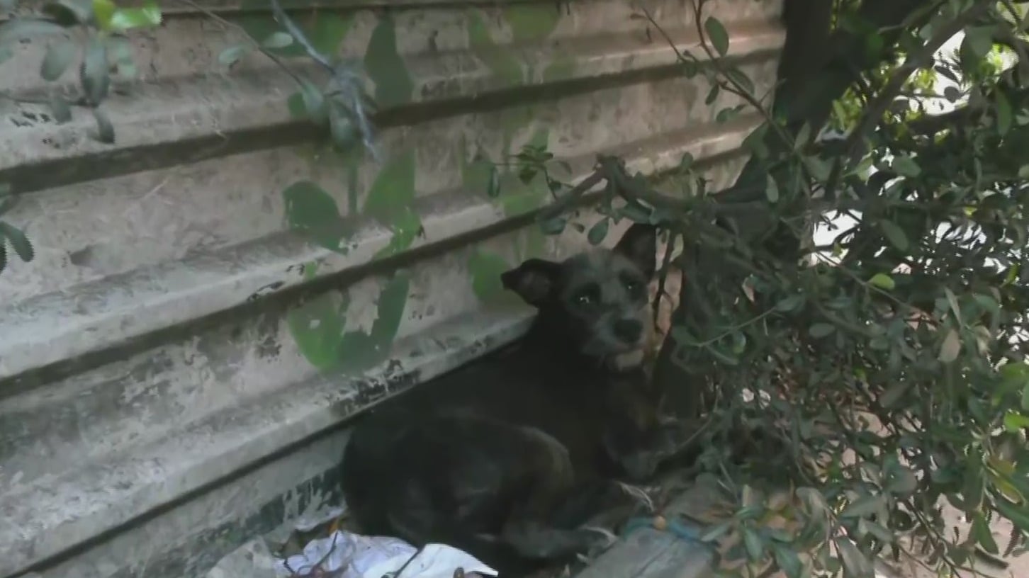 video asi fue el rescate de un perro que llevaba tres dias sin comer