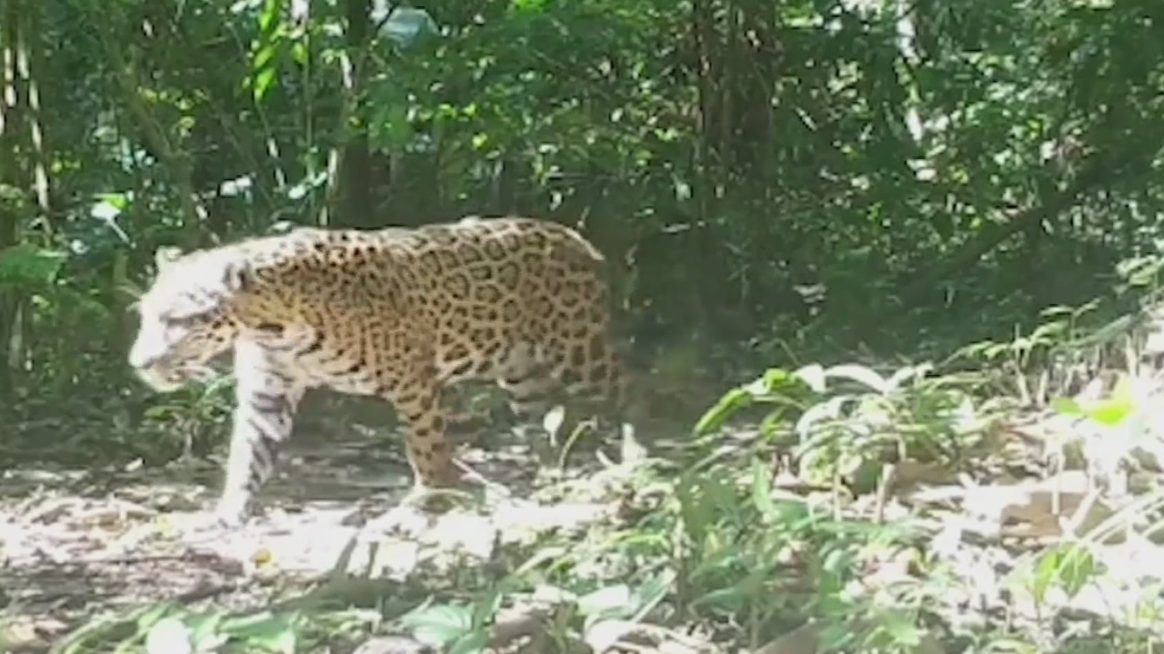 video captan a dos jaguares machos recorriendo la selva lacandona en chiapas