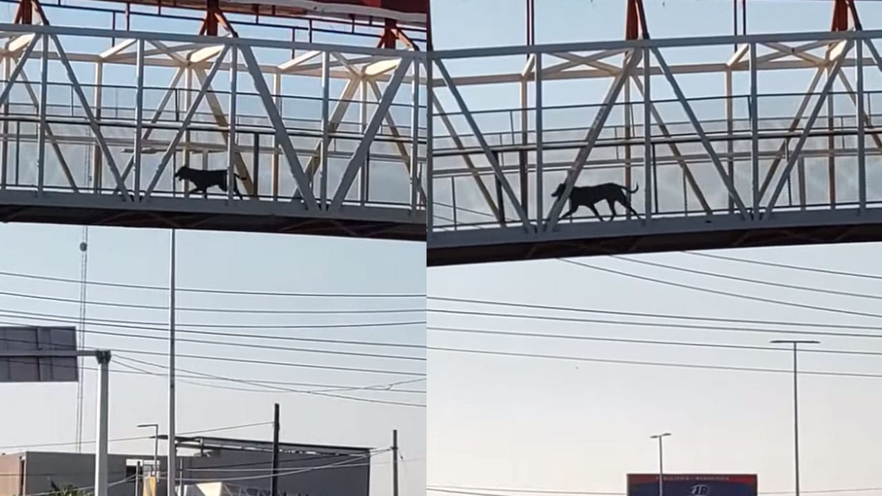 Video perrito usando puente peatonal para cruzar bulevar