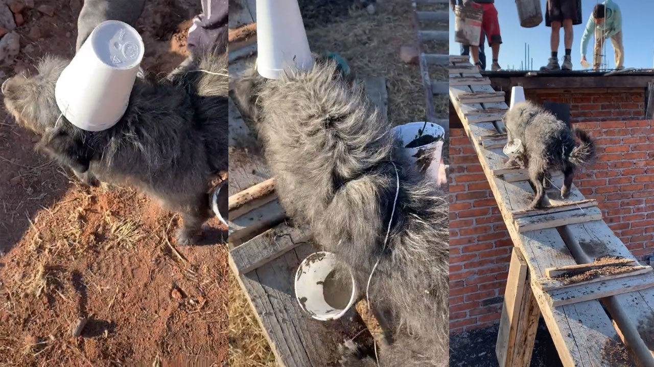 Video: Perrito ayuda a subir cemento a la construcción