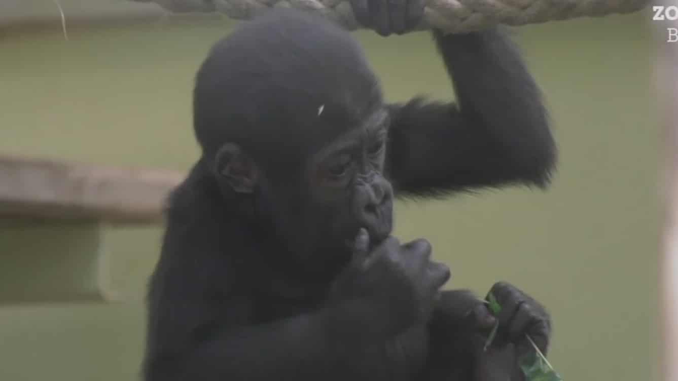 zoologico de berlin celebro el primer cumpleanos del gorila tilla