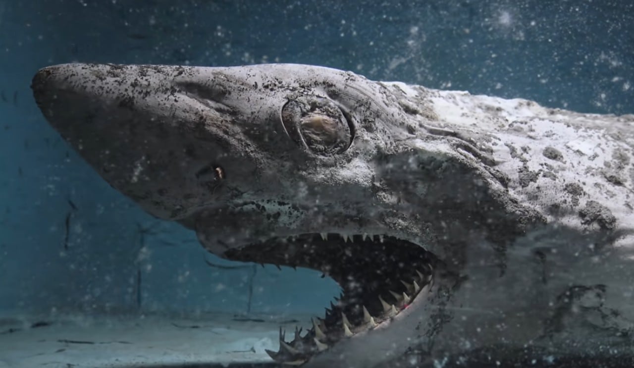 Encuentran un tiburón momificado en acuario abandonado