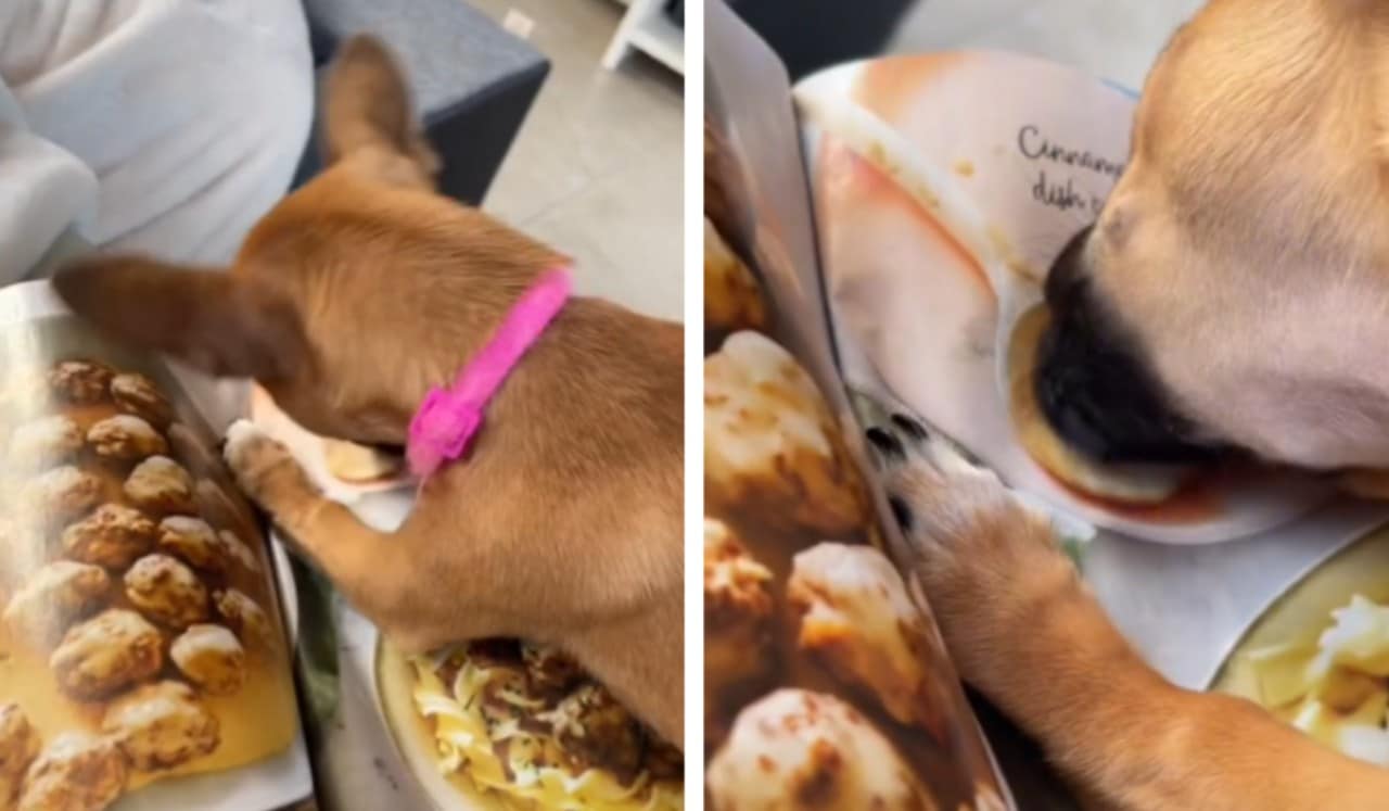 Perro creyó que la comida de la revista era real: Video