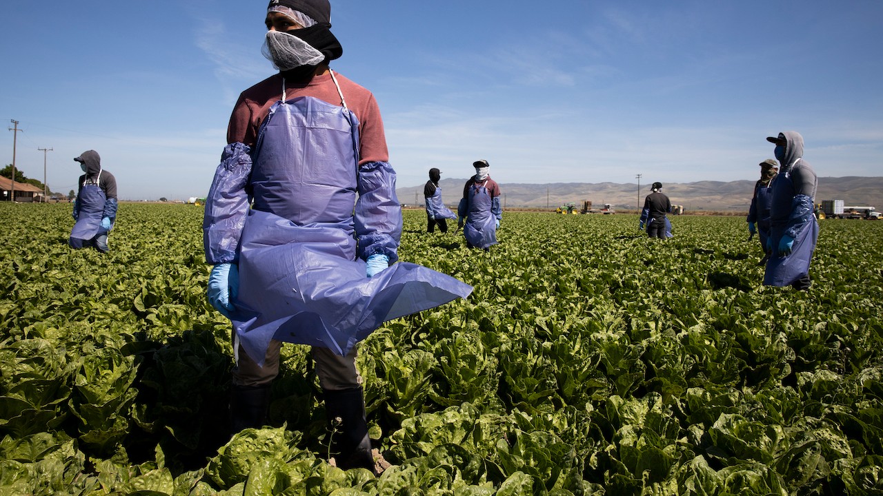 Trabajadores agrícolas en California, Estados Unidos (Getty Images)