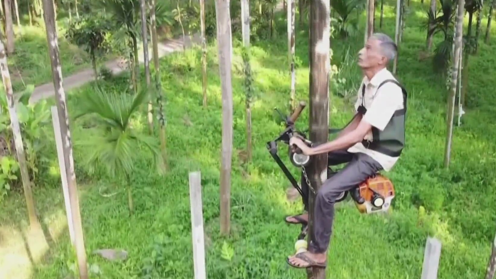 agricultor indio inventa un scooter para trepar arboles en 5 segundos