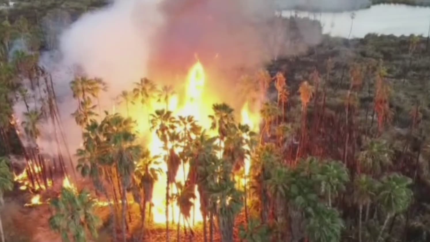 al menos 200 damnificados tras incendio en zona de palmares en bcs