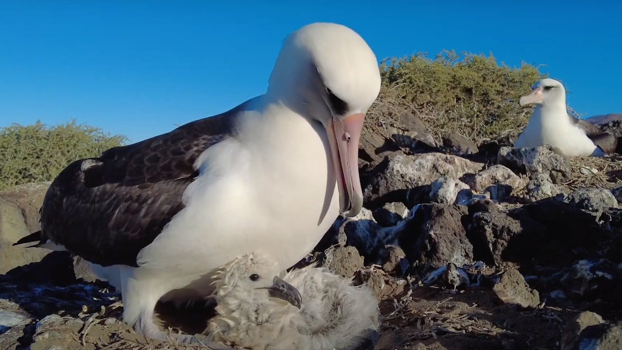 Nacen 35 polluelos de albatros patas negras en la reserva Isla Guadalupe, en Baja California