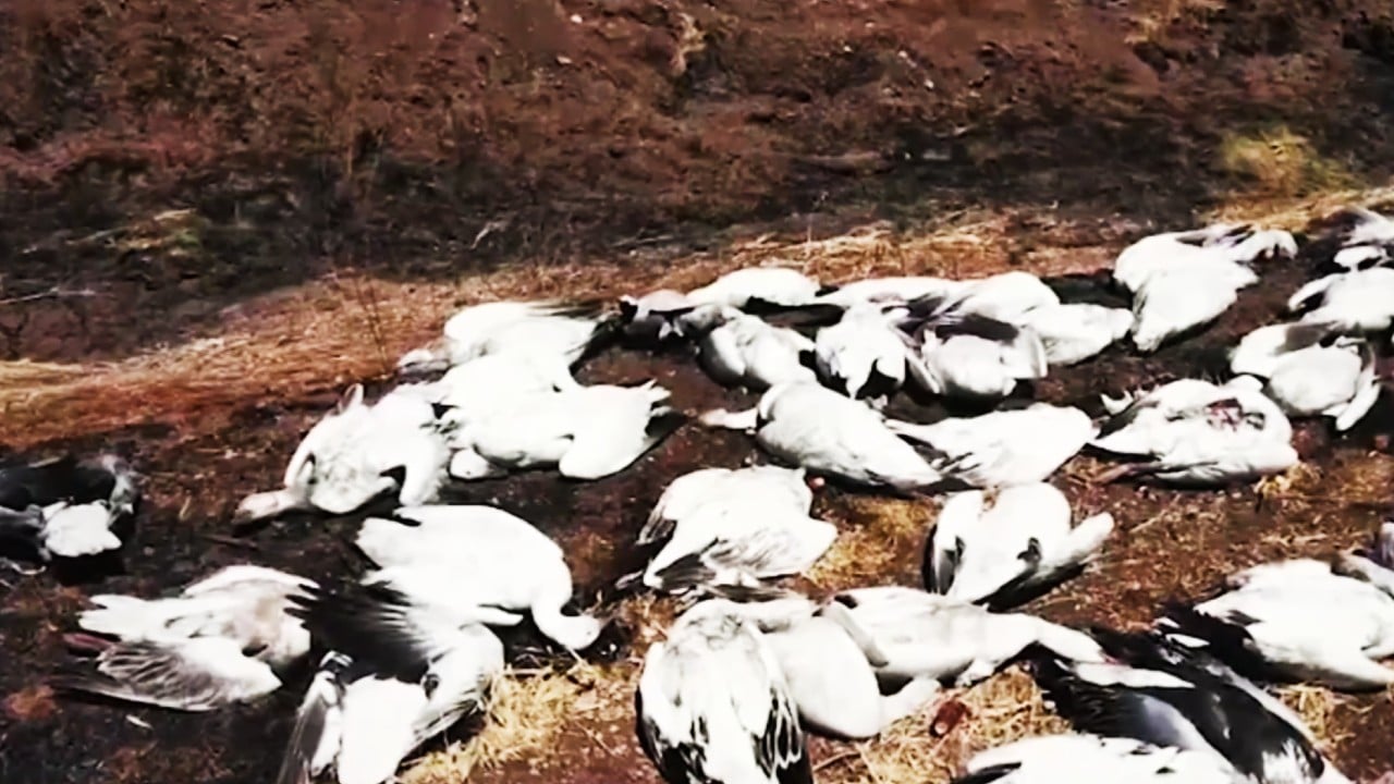 Cientos de aves cayeron muertas del cielo en Cuauhtémoc, Chihuahua; se investigan las causas