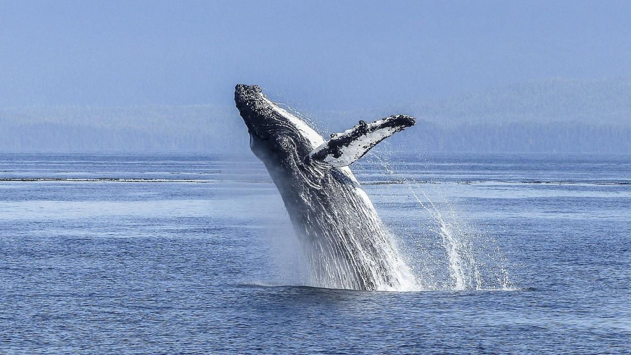 ballena casi cae sobre embarcacion en jalisco