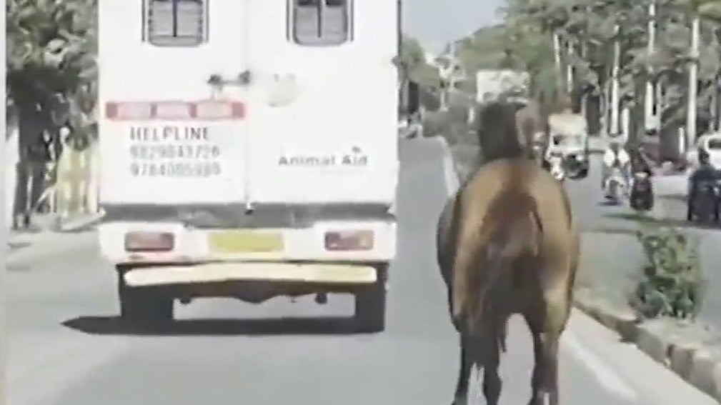caballo persigue ambulancia que transportaba a su hermana