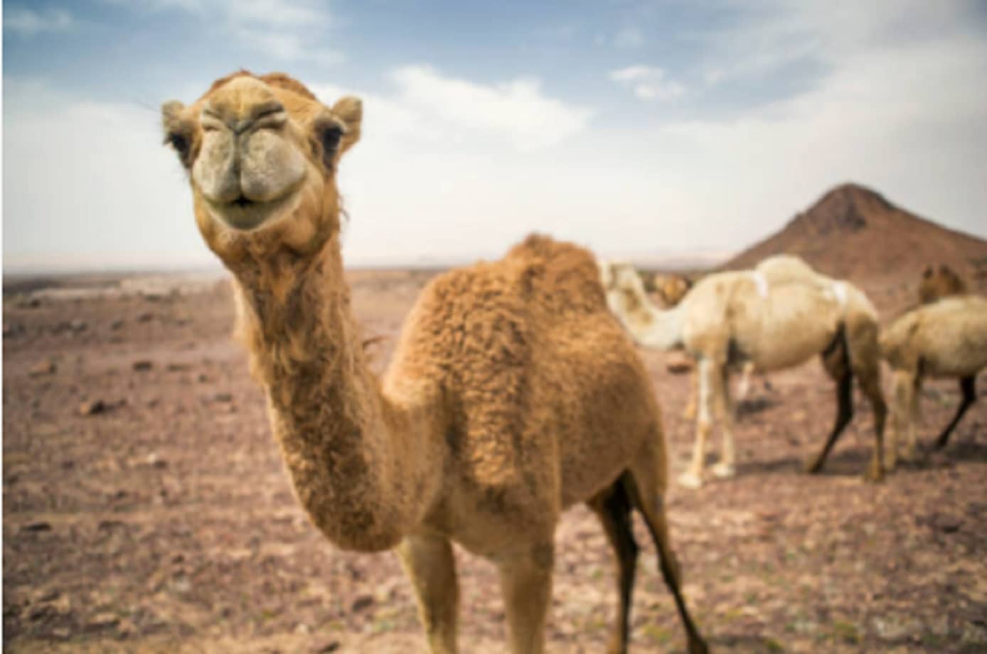 Camello escapa de zoológico, ataca y mata a dos personas