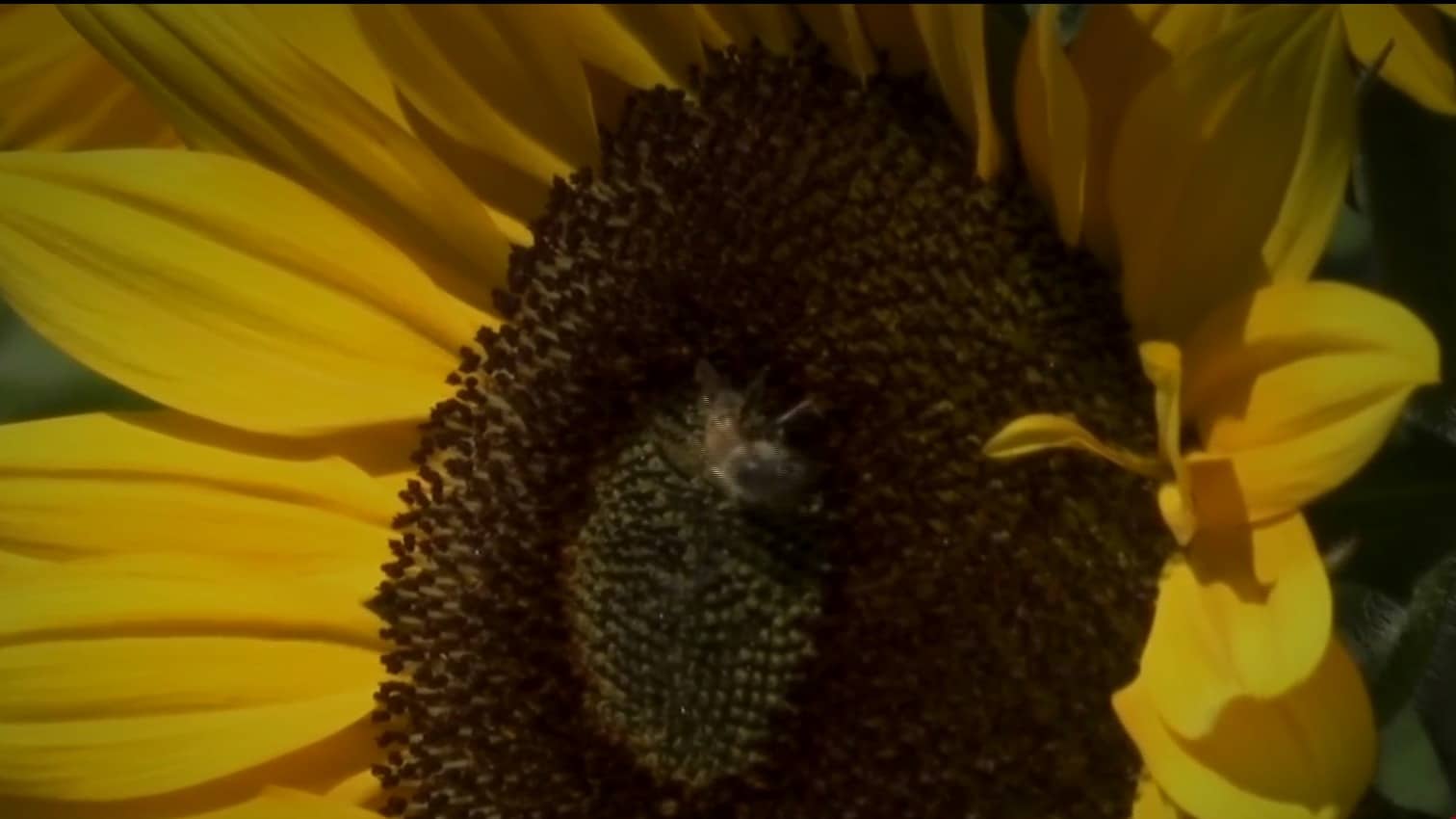 campesinos de oaxaca siembran girasoles para ayudar a las abejas