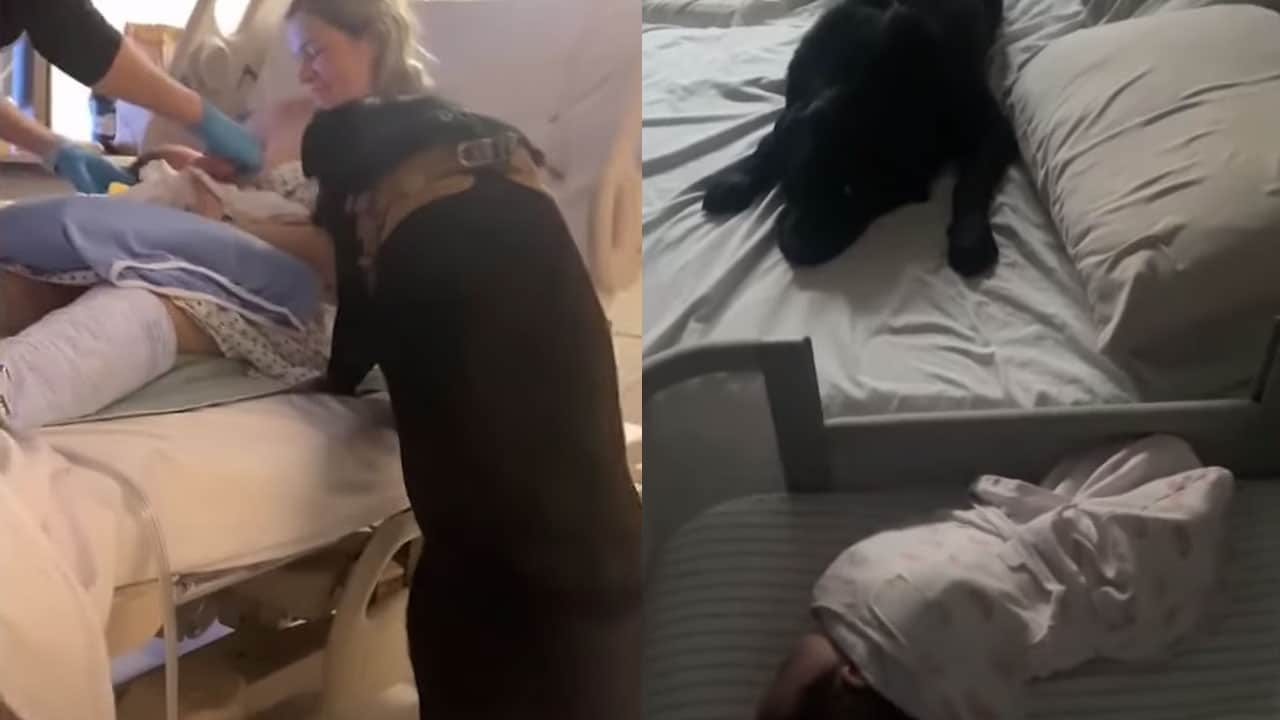 Perrito visita dueña hospital Canadá, video se hace viral
