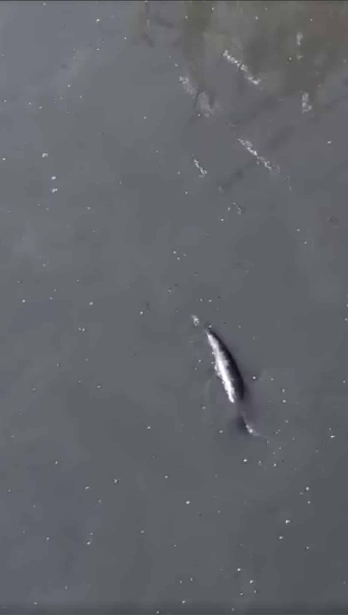 Video de extraña criatura nadando en canal de aguas negras