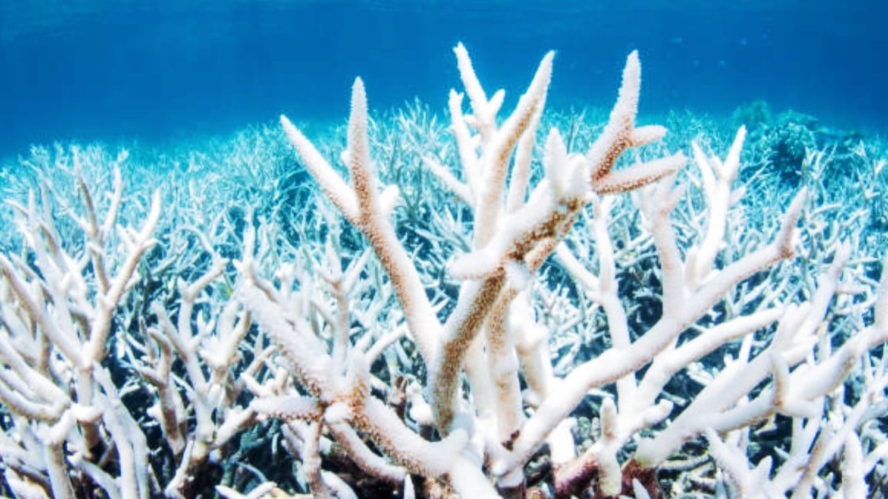 La Gran Barrera de Coral de Australia sufre ‘blanqueamiento masivo’