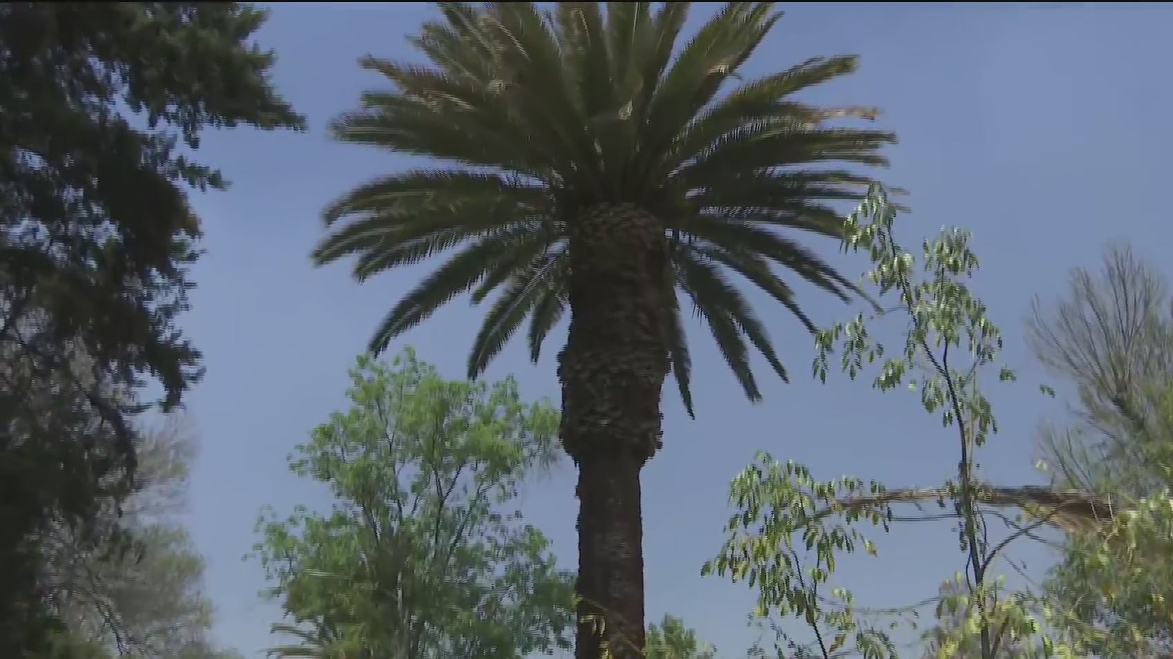 derribaran 490 palmeras enfermas en la cdmx