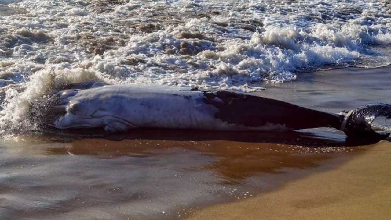 Hallan ballena varada sin vida en costas de Manzanillo, Colima.
