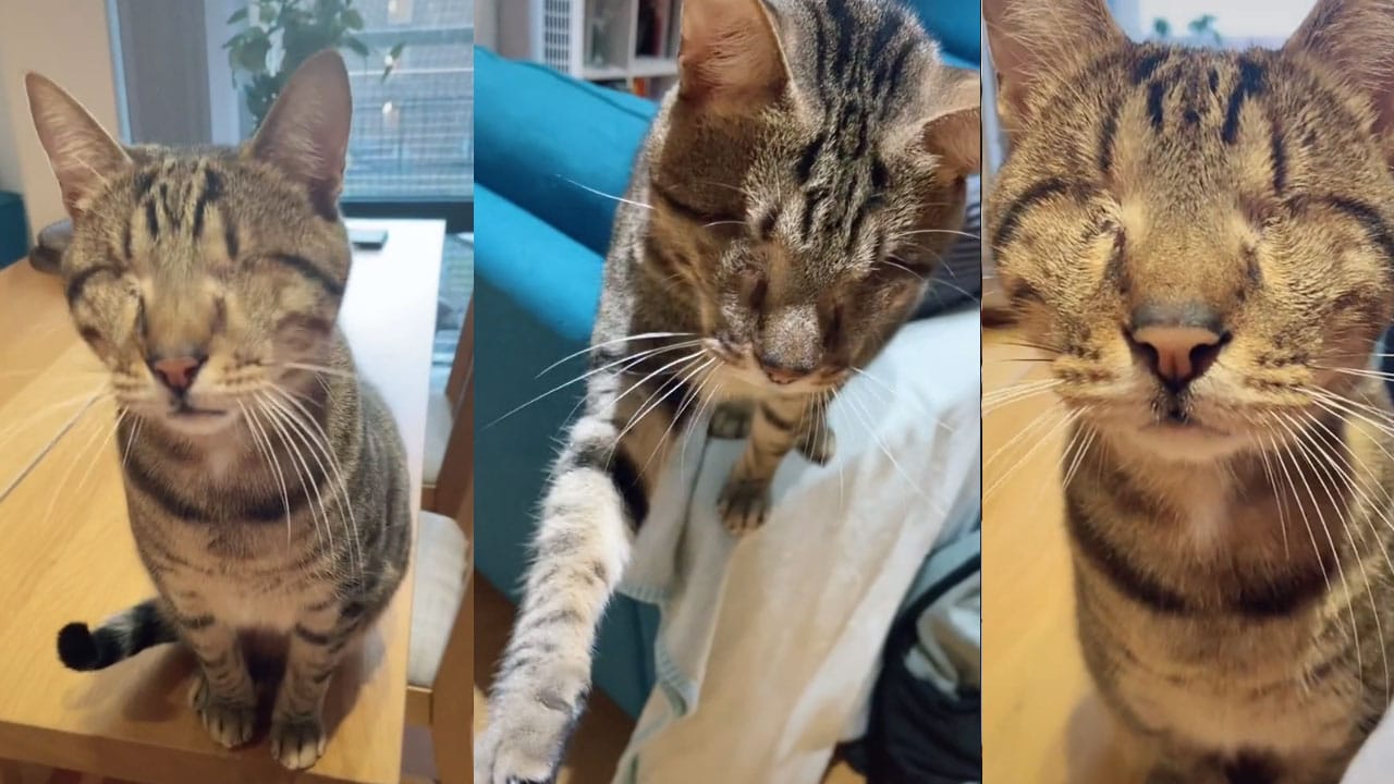 Dmitri, el gatito sin ojos que es un influencer en TikTok